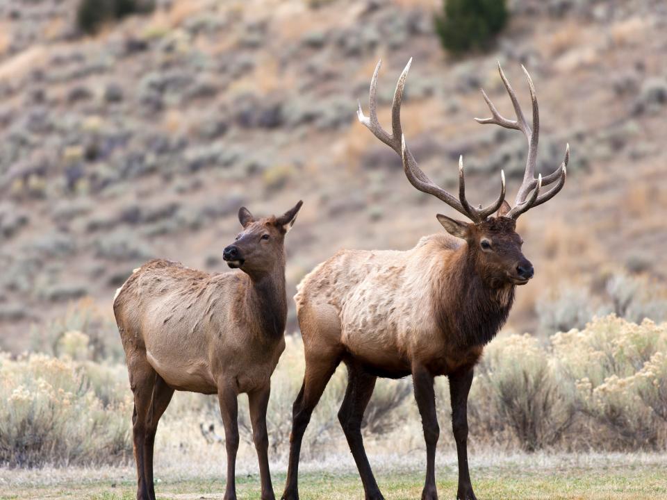 Two elks at Yellowstone National Park.