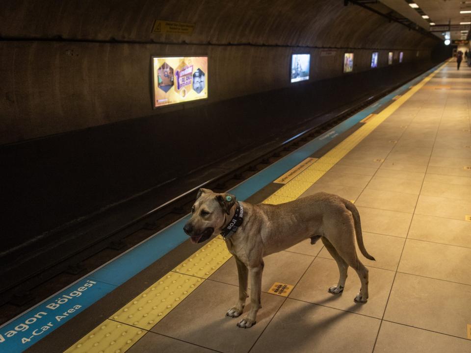 Boji waits for a subway train.