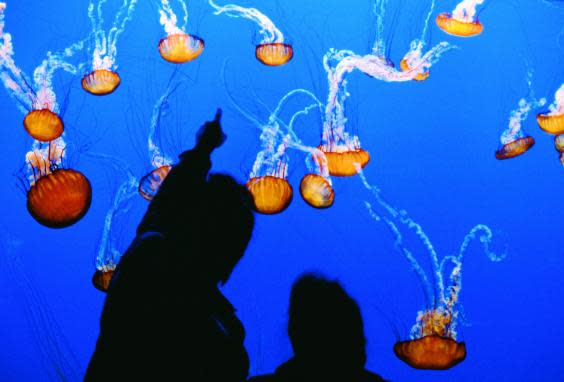 Monterey Bay Aquarium is one of the best in the world (See Monterey)