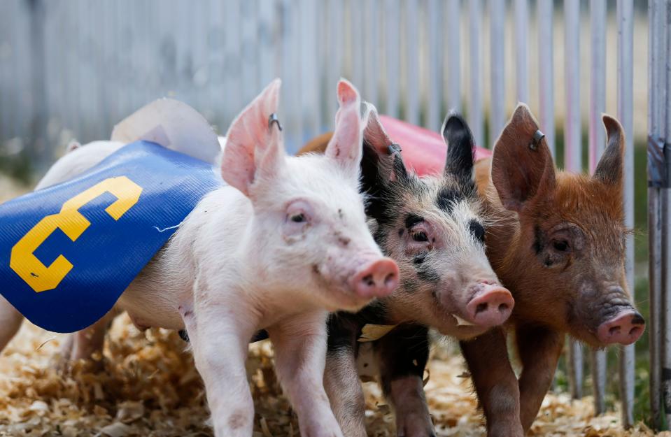 Three pigs dash down the front stretch towards the finish line for a chance to win an Oreo cookie waiting at the finish line during the Ozark Empire Fair on Saturday, July 27, 2019.