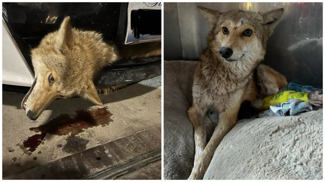 Coyote recovering after being struck by a car in Illinois and lodged in the grille. Photos from Flint Creek Wildlife Rehabilitation