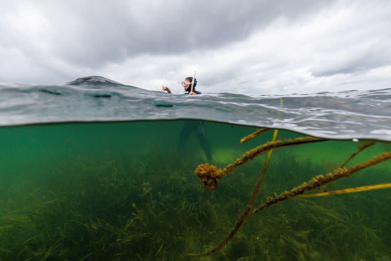 The Wider Image: In Baltic Sea, citizen divers restore seagrass to fight climate change