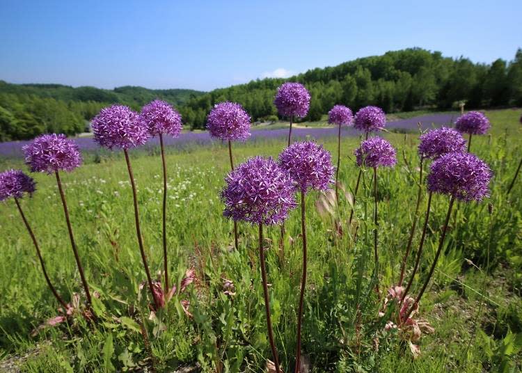 約有1500朵的小花朵聚集成一顆大大圓球的「花蔥」