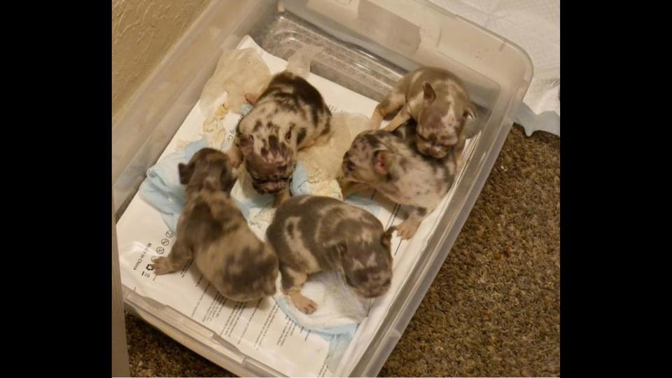 Most of the stolen dogs were puppies. Thirteen remain missing, police said.