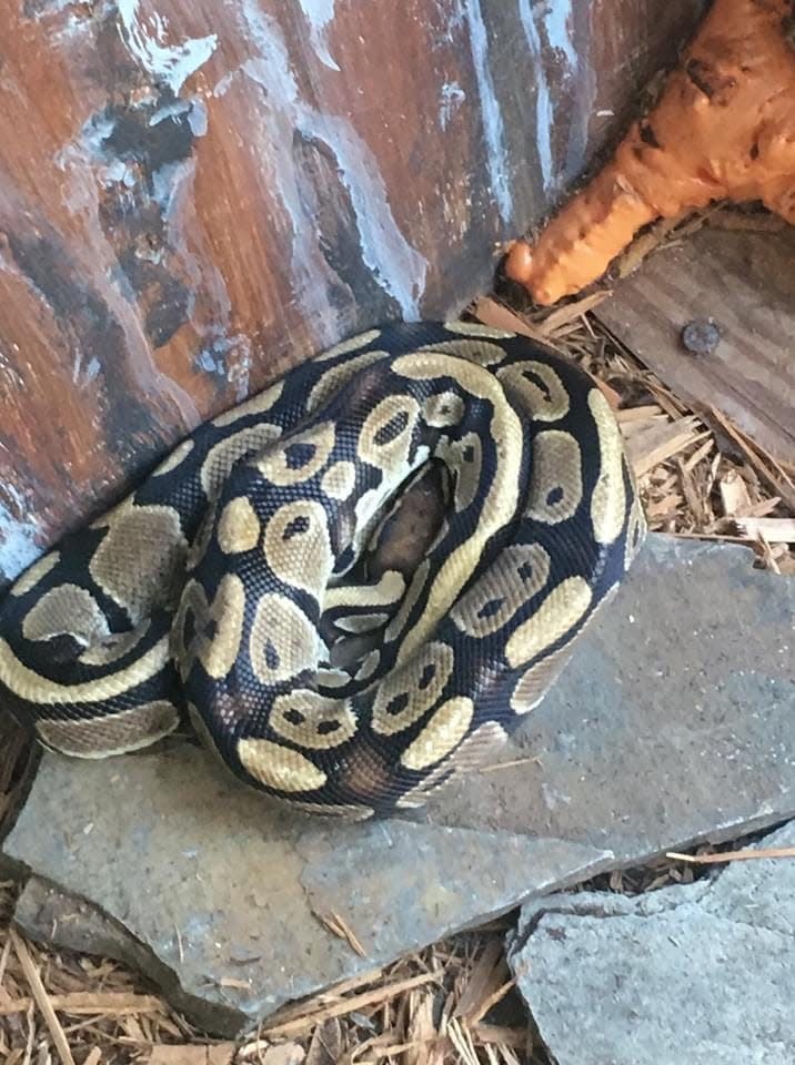 Someone stole three snakes and two tortoises, all rescued animals, from the Everglades Wonder Gardens in Bonita Springs between Tuesday night and Wednesday morning. Included in the theft was a ball python.