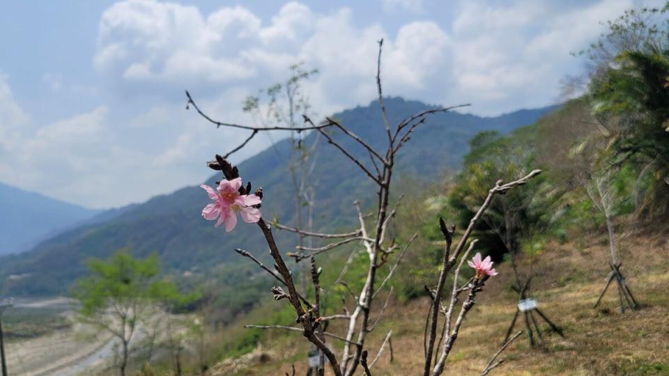 那瑪夏吉巴谷櫻花公園的吉野櫻已開花。   圖：孫家銘翻攝