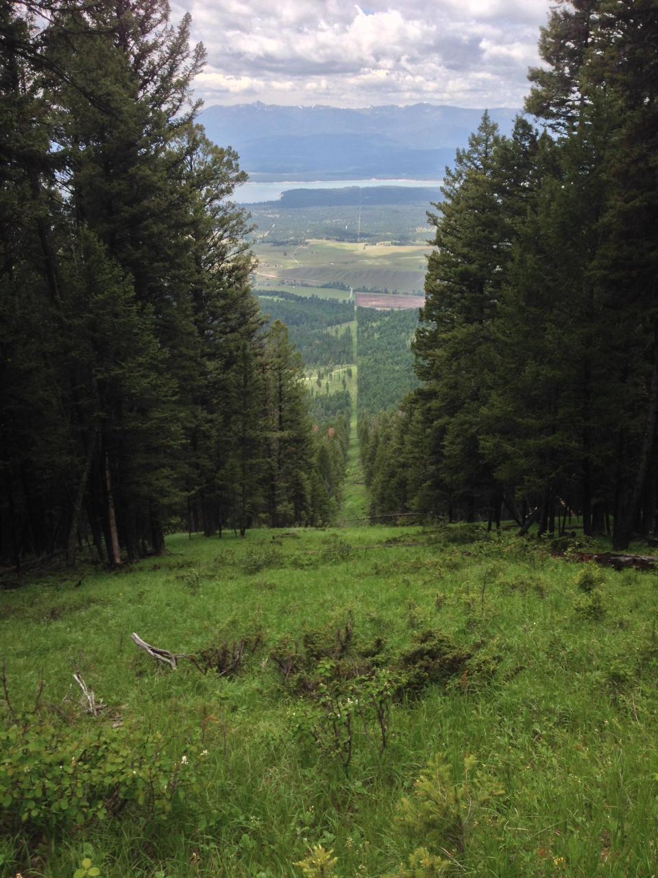 A lush, green forest landscape with a distant view of water and mountains, framed by tall trees on either side of a descending grassy path