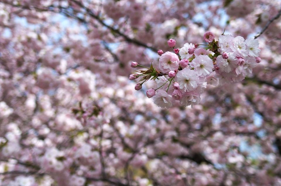 新宿御苑 (Photo by Carbonium, License: CC BY 3.0, Wikimedia Commons提供, 圖片來源commons.wikimedia.org/wiki/File:Cherry_Blossoms_in_Shinjuku_Gyoen(Shinjuku_Imperial_Garden)_-_新宿御苑の桜_-_panoramio_(9).jpg)