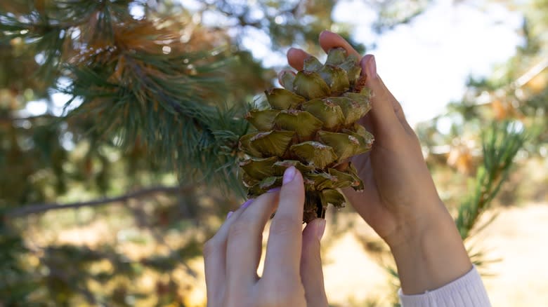 Hand picking nuts from pinecone