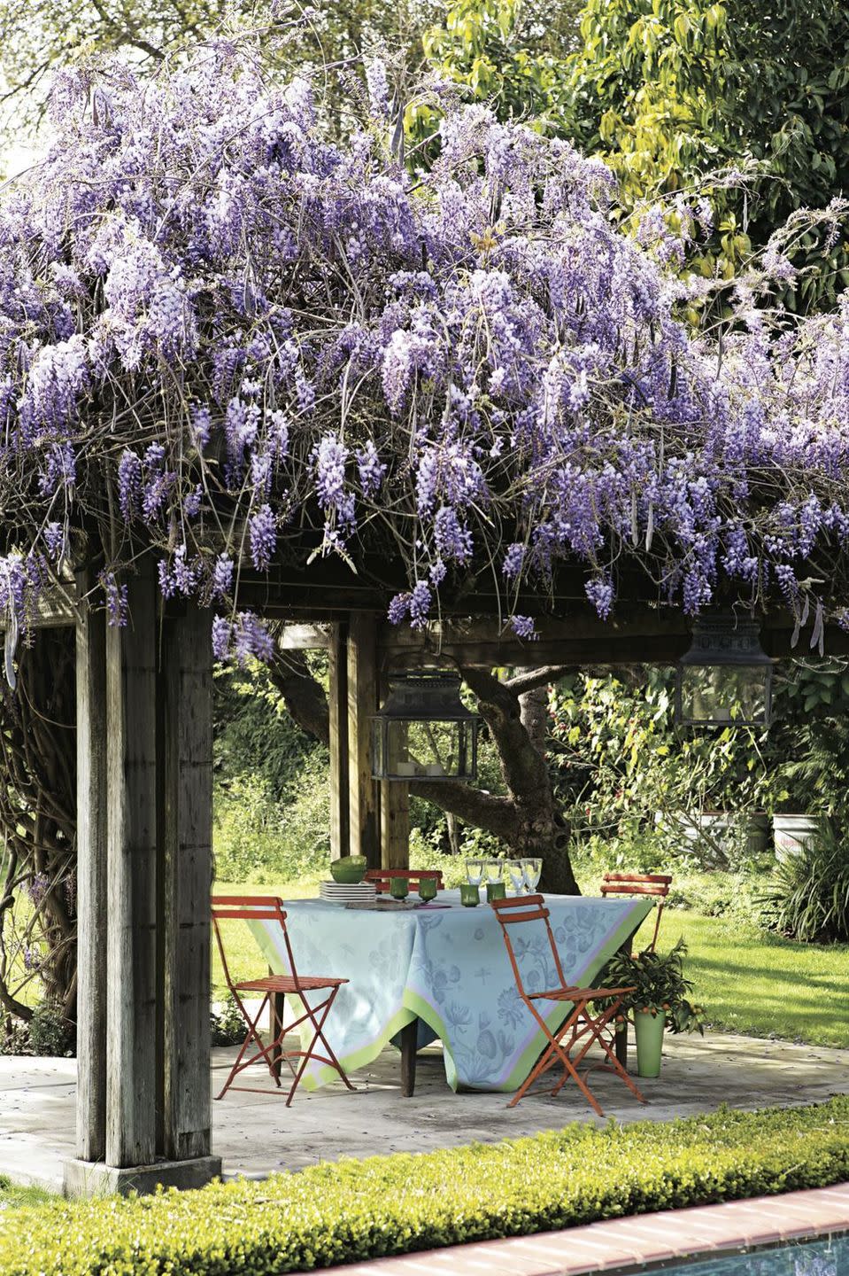 4) Wisteria