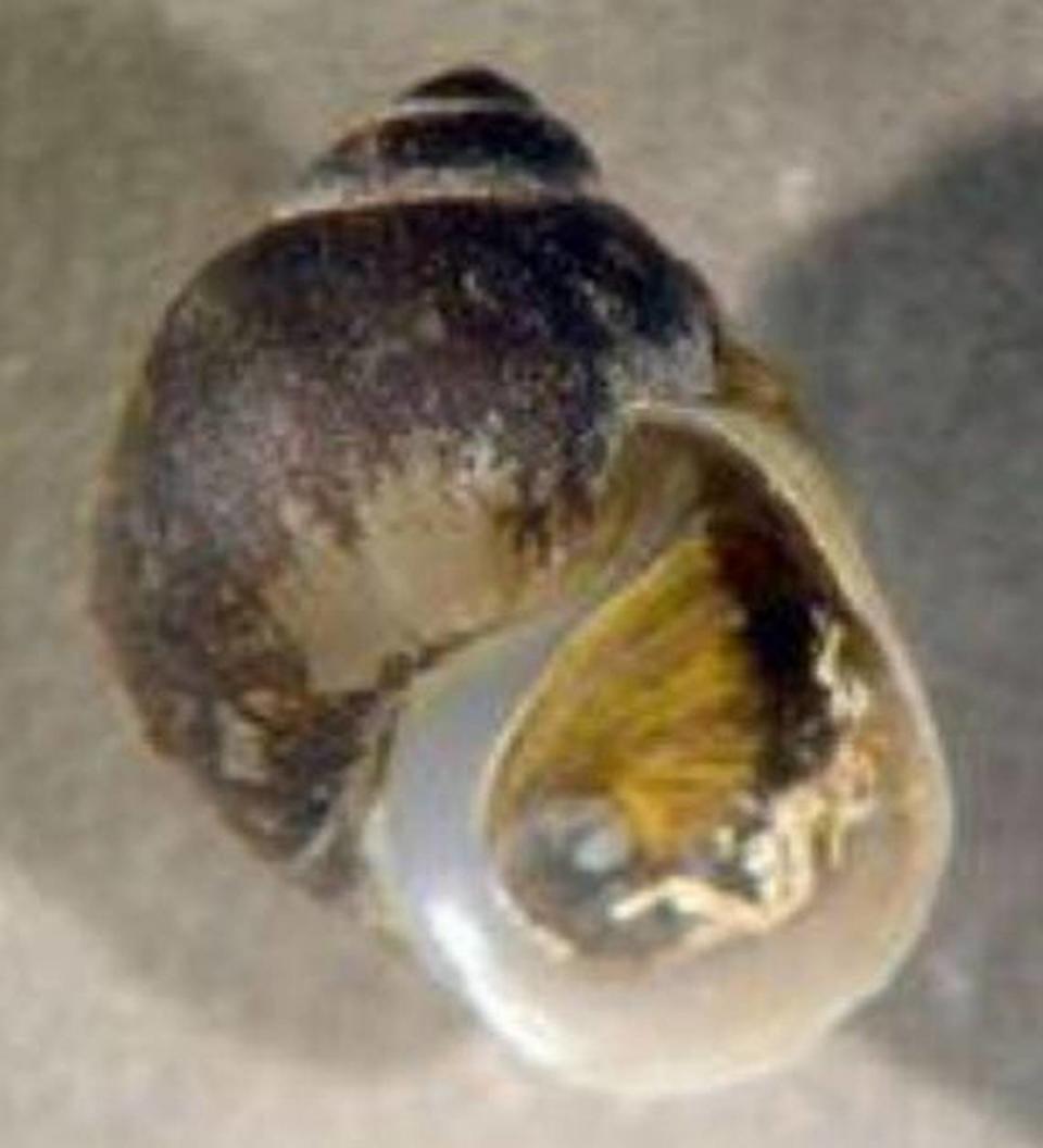 The ashy pebblesnail was once in the lower Snake River, and some small populations remain in the Hanford Reach.