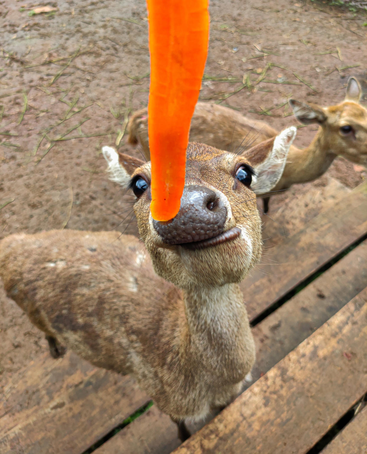 https://www.gettyimages.co.uk/detail/photo/deer-with-carrot-royalty-free-image/1423352491