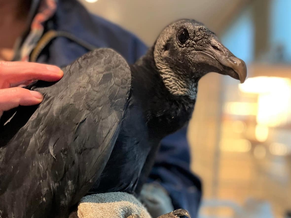 This black vulture was rescued by walkers in Moncton, who took it to the Atlantic Wildlife Institute after noticing it struggled to fly. (Submitted by Atlantic Wildlife Institute - image credit)