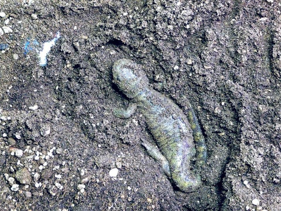 Tiger salamanders are native to Idaho and very interesting critters. They grow to about 3 to 6 inches and are dark brown with olive or whitish blotches, giving them the appearance of a tiger. They like wetlands near ponds, lakes or streams and can even be found in sagebrush country. They can be found in the northern, eastern and southwestern parts of Idaho. This tiger salamander lives at the MK Nature Center, where you can see it. Its name is Stumpy, and it was found on the Nature Center grounds. It was injured and lost a leg, tail and toes, but Stumpy was cared for at the center and the limbs grew back. Salamanders are important because they feed on insects and are food for other critters, like mink. Pete Zimowsky / pzimowsky@idahostatesman.com