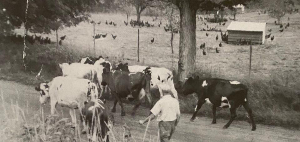 A Finnish farmer from Hubbardston guides his herd back to the farm in the Pitcherville section of Hubbardston.