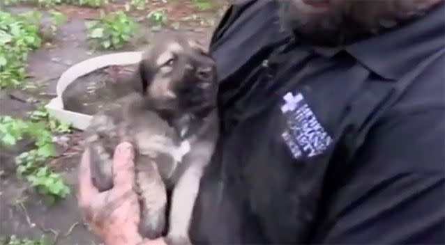 The puppies were rescued from a hole in a backyard in the US. Photo: AP