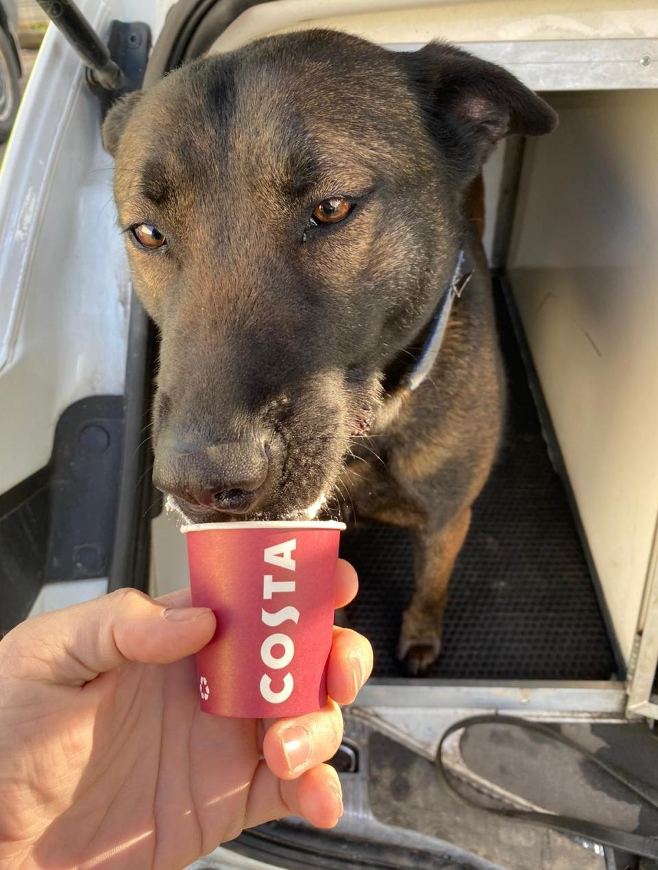 Police dog Luna drinking a coffee. (South Yorkshire Police)