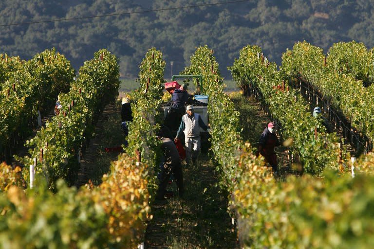 This file photo shows farm workers harvesting wine grapes at a vineyard in Santa Maria, California, on October 9, 2006. Some 61 percent of growers in California this year report shortages of laborers, especially in labor intensive crops like grapes and vegetables, according to the California Farm Bureau Federation