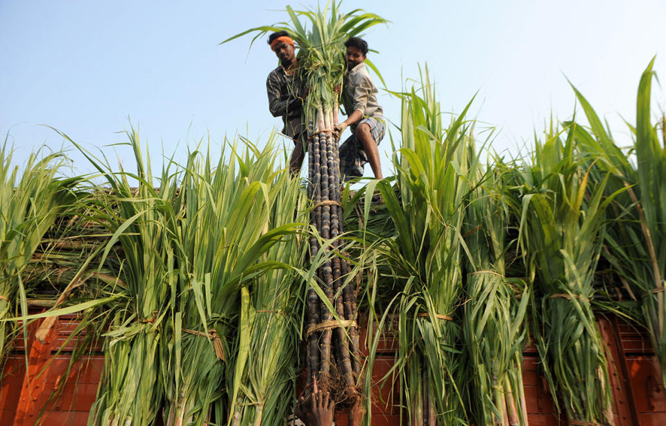 Thai Pongal