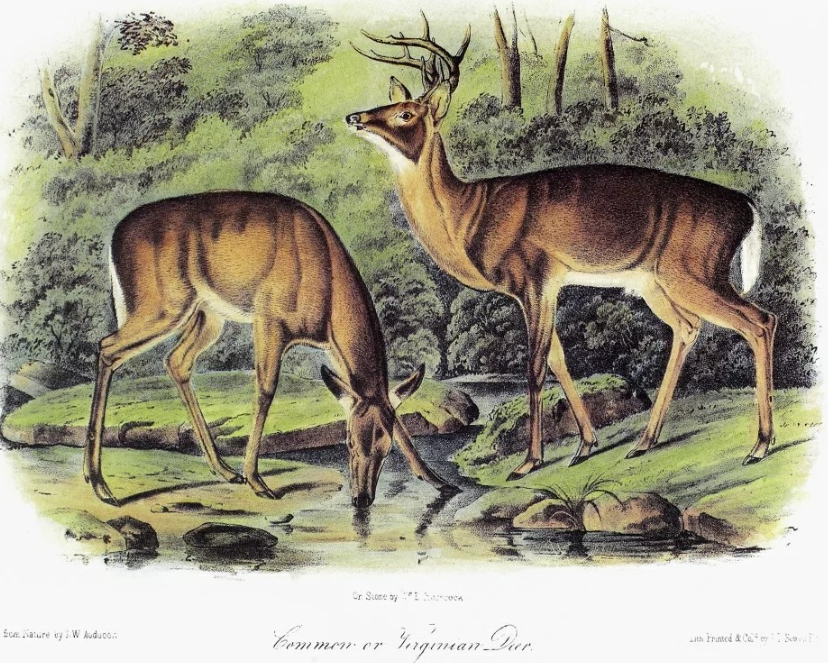 "Common or Virginian Deer" by John James Audubon