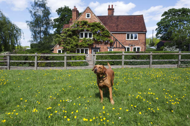 Dog playing in field in rural neighborhood