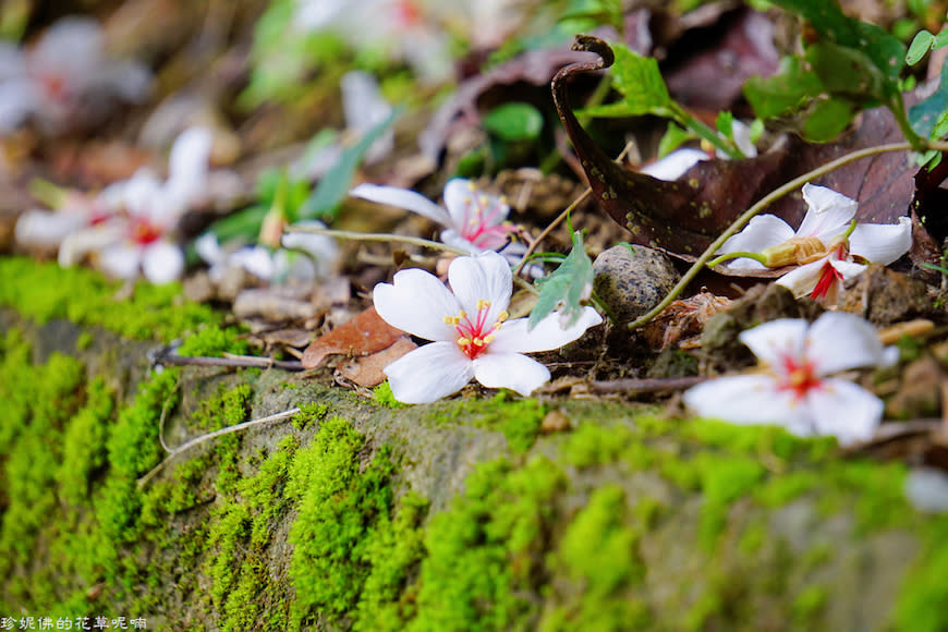 新竹縣寶山鄉｜桐花森林遇