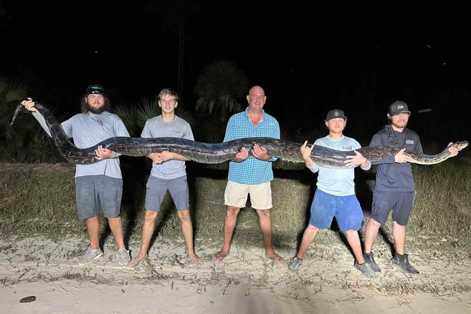 <p>Mike Elfenbein/Facebook</p> 198-pound Burmese python fought 5 men before capture in Florida