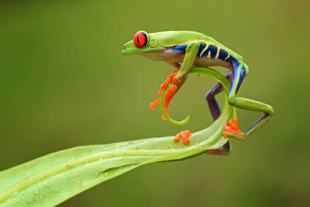 Dieser farbenfrohe Rotaugenlaubfrosch legte für Fotograf Shikhei Goh eine kleine Akrobatik-Show hin und balancierte auf einem Blatt. (Bild: Shikhei Goh/Mehr Bilder finden Sie hier: <a href="http://ngm.nationalgeographic.com/ngm/photo-contest/2012/entries/recent-entries/" rel="nofollow noopener" target="_blank" data-ylk="slk:National Geographic Photo Contest;elm:context_link;itc:0;sec:content-canvas" class="link ">National Geographic Photo Contest</a>)