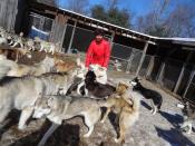 Elke Schleifenbaum umringt von ihren Husky-Lieblingen - auch Touristen dürfen hinter das Gatter zu den Tieren. Foto: Brigitte Geiselhart