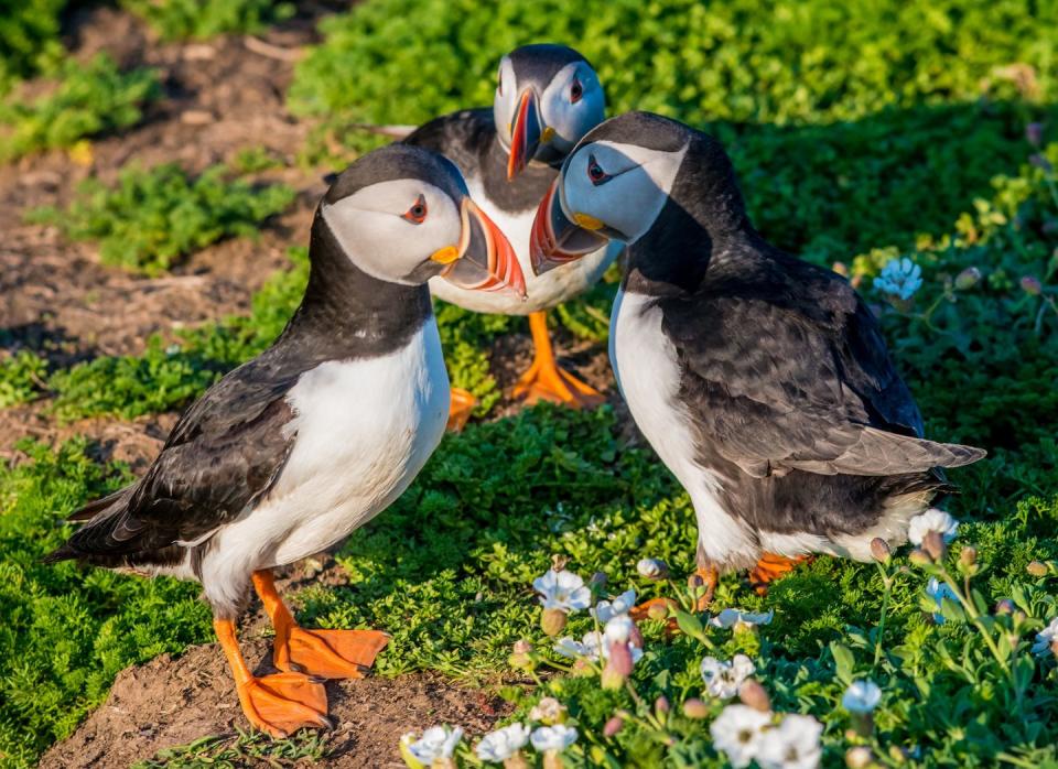 puffins