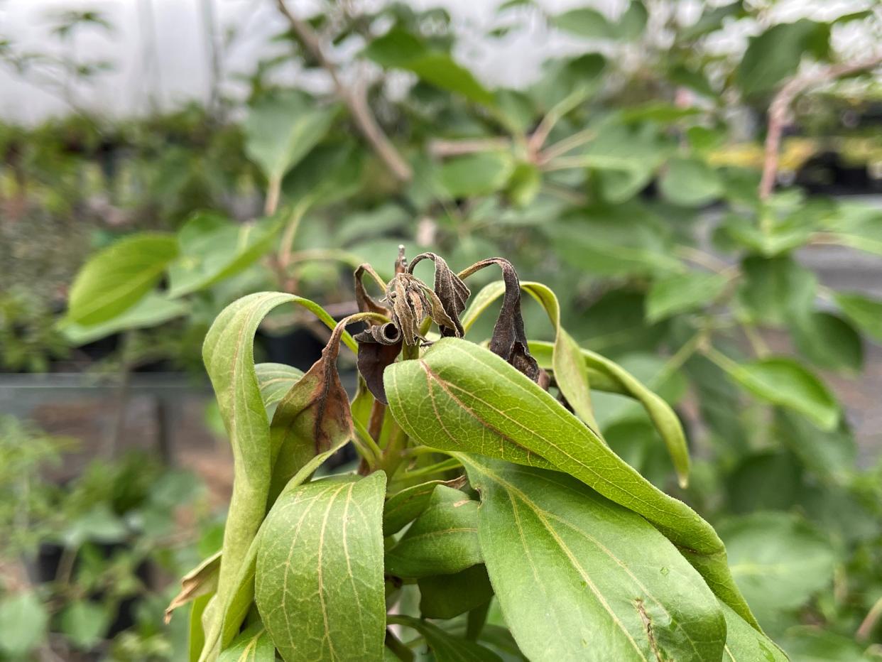 Frost damage on chiltalpa tree