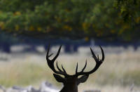 <p>A stag takes shade under a tree during autumn in Richmond Park, London, Britain Oct. 14, 2016. (Photo: Dylan Martinez/Reuters)</p>