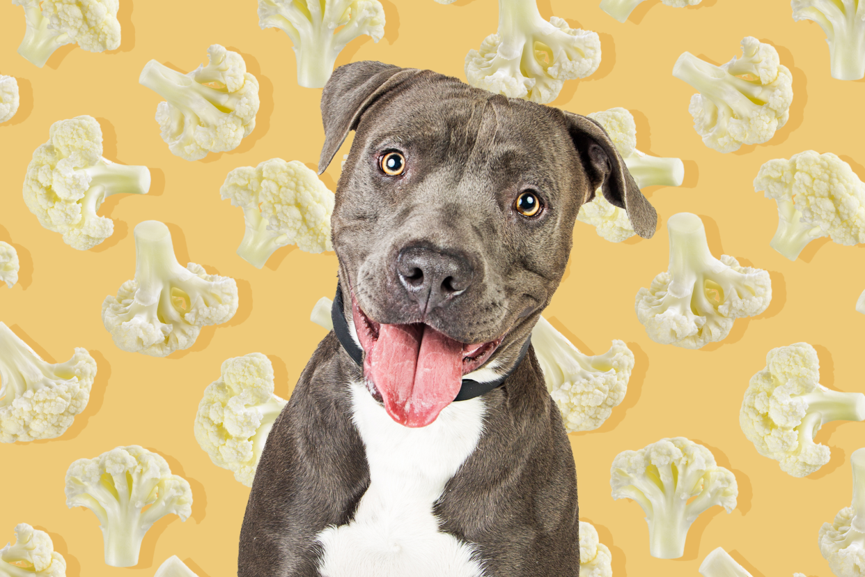 can dogs eat cauliflower dog with his tongue out on a yellow cauliflower background