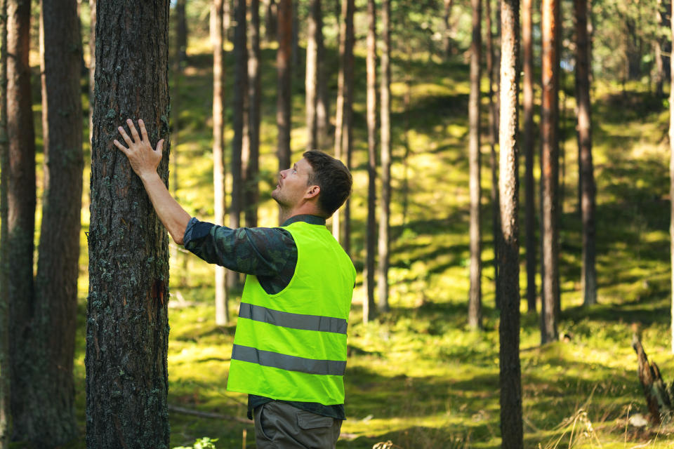 Ingeniero forestal. Foto: Getty Images