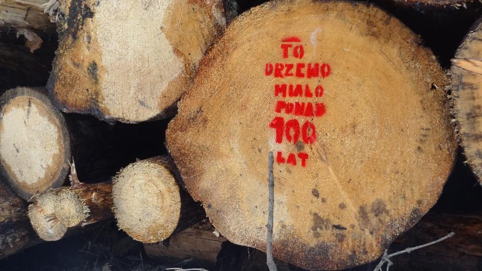 Ein Baumstamm mit der polnischen Aufschrift «Dieser Baum war mehr als 100 Jahre alt».