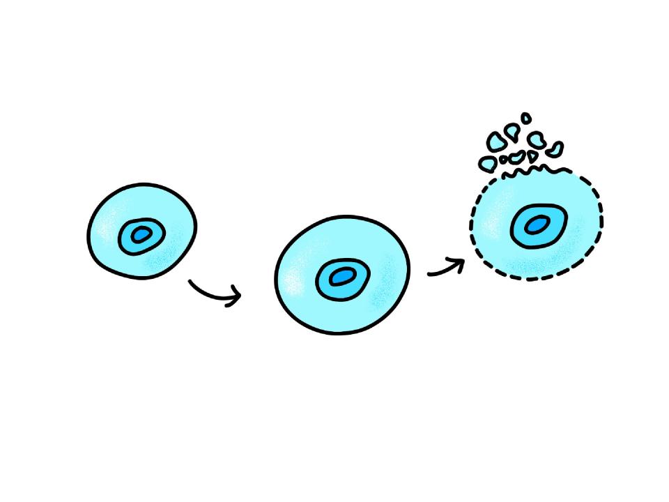 illustrated diagram showing a cell swelling and dying