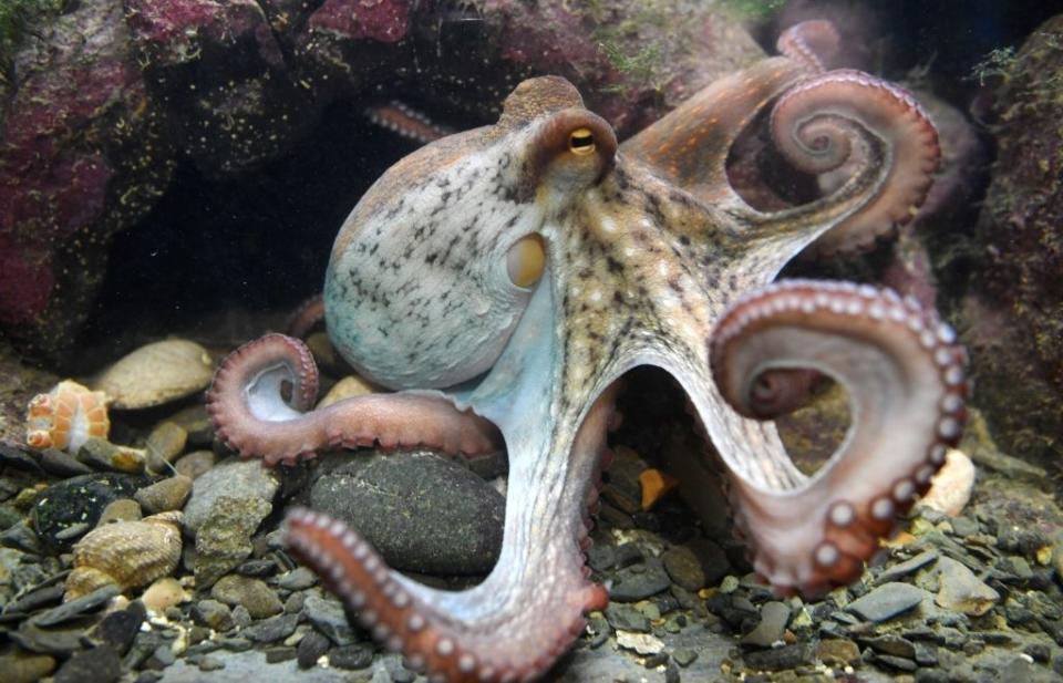 closeup of an octopus