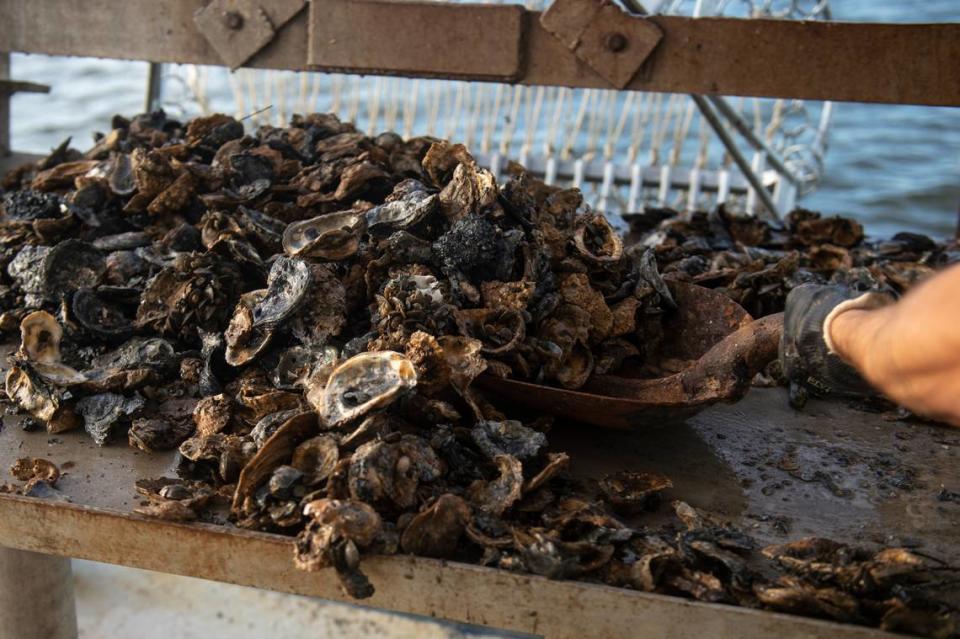 A graduate research assistant at The University of Southern Mississippi’s Gulf Coast Research Laboratory shovels oyster shells for sorting.