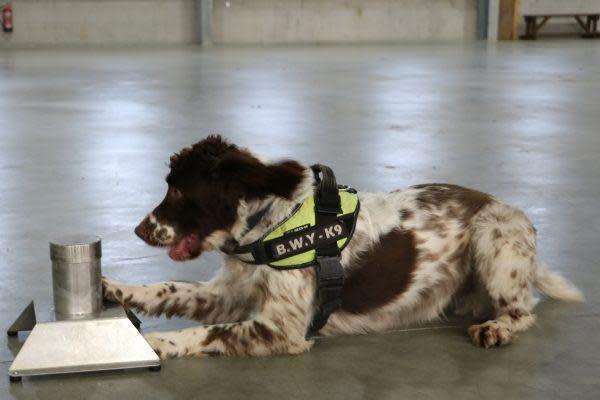 Sniffer dog has £25,000 bounty on its head after finding £6 million of illegal tobacco