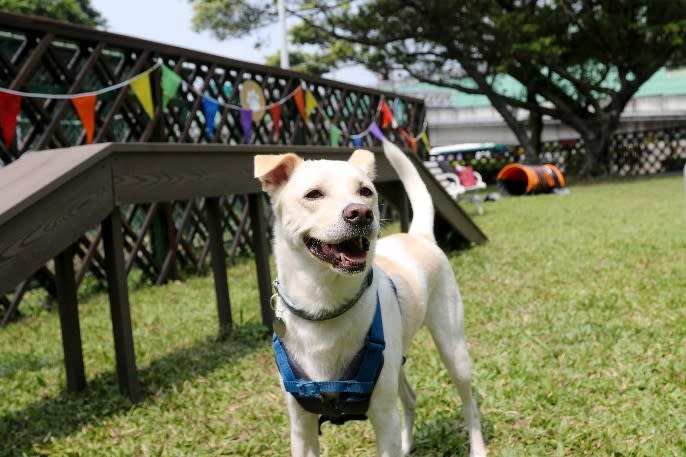  臺北市推動物友善環境，提升飼主及毛孩福利。圖/台北市動保處提供。