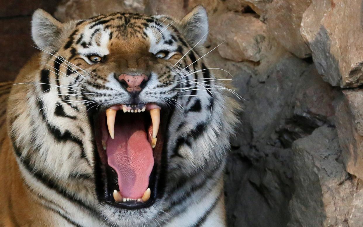 Bartek, a four-year-old Amur tiger, is seen inside an open-air cage at the Royev Ruchey Zoo in a suburb of the Siberian city of Krasnoyarsk - REUTERS