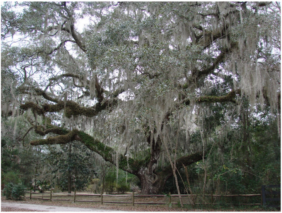 Bluffton Secession Oak