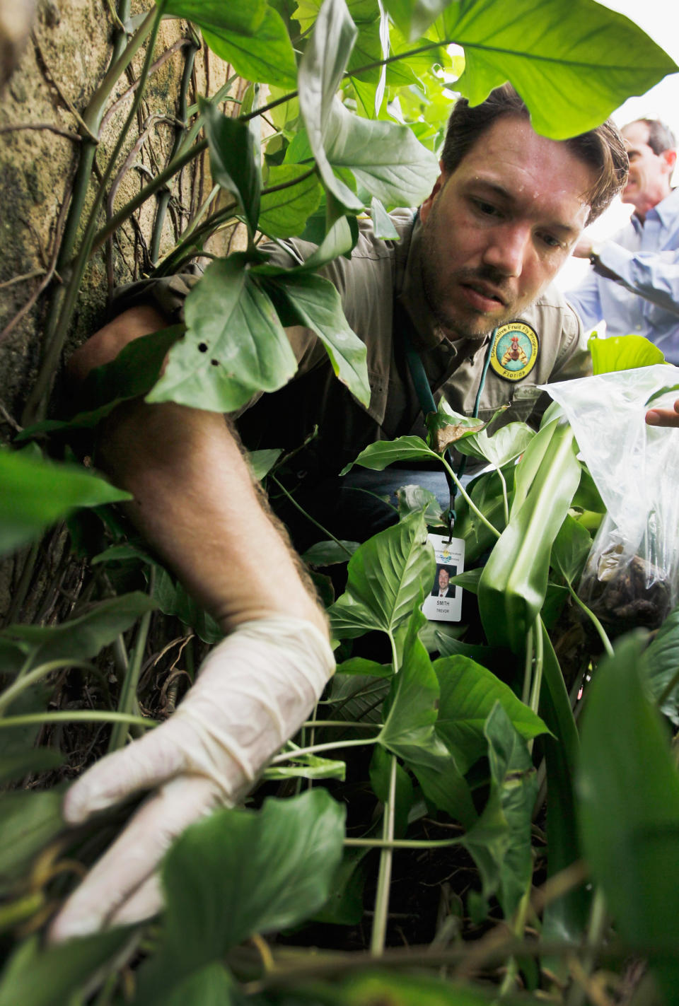 MIAMI, FL - SEPTEMBER 15: Dr. Trevor Smith, Florida Department of Agriculture, looks for Giant African land snails as he works on eradicating a population of the invasive species in Miami-Dade County on September 15, 2011 in Miami, Florida. The Giant African land snail is one of the most damaging snails in the world because they consume at least 500 different types of plants, can cause structural damage to plaster and stucco, and can carry a parasitic nematode that can lead to meningitis in humans. The snail is one of the largest land snails in the world, growing up to eight inches in length and more than four inches in diameter. (Photo by Joe Raedle/Getty Images)