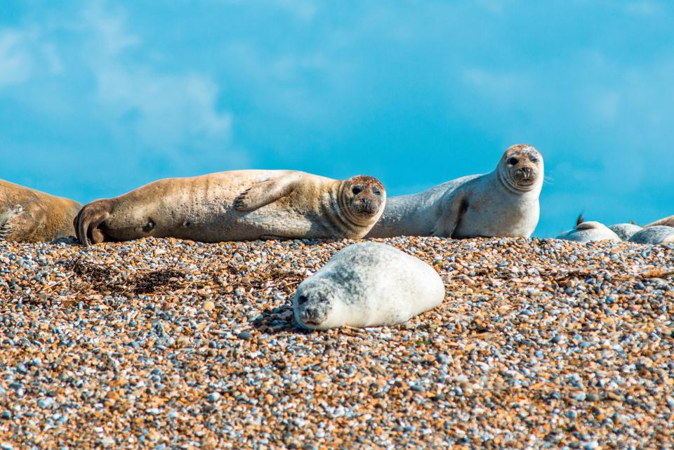 The tubby residents of Blakeney Point - getty