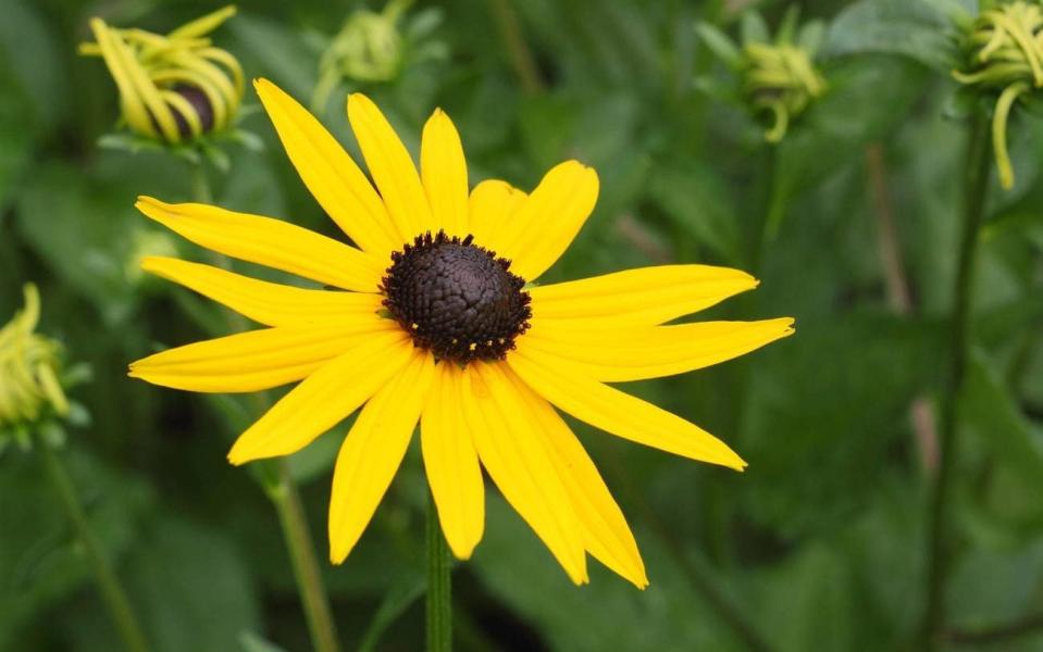 Rudbeckia fulgida var. sullivantii ‘Goldsturm’ (Black-eyed Susan) - Alamy