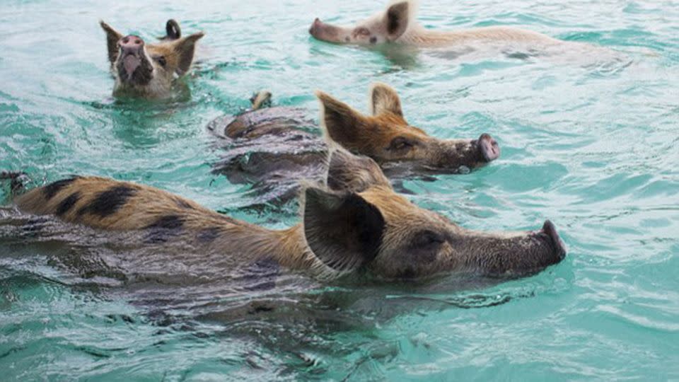 Bahamas' swimming pigs have made the Exuma Cay beach a tourist hotspot. Source: Instagram