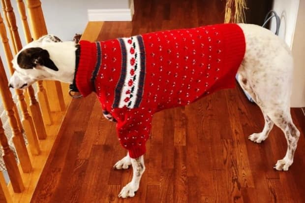 Seeing the dogs in sweaters 'is pretty entertaining!' says Lewis. Here, Silver models a sweater with rosebuds. 