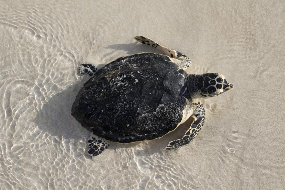 A sea turtle moves to the water during a turtle releasing program on Saadiyat Island of Abu Dhabi, United Arab Emirates, Tuesday, June 6, 2023. As sea turtles around the world grow more vulnerable due to climate change, the United Arab Emirates is is working to protect the creatures. (AP Photo/Kamran Jebreili)