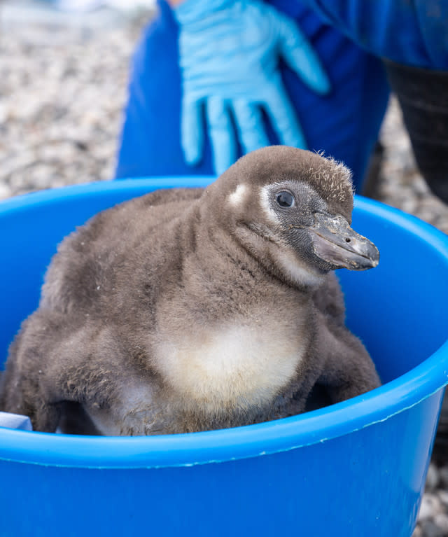 Eleven Penguin Chicks Hatch At Chester Zoo - The Most To Emerge During ‘Hatching Season’ At The Zoo For More Than A Decade