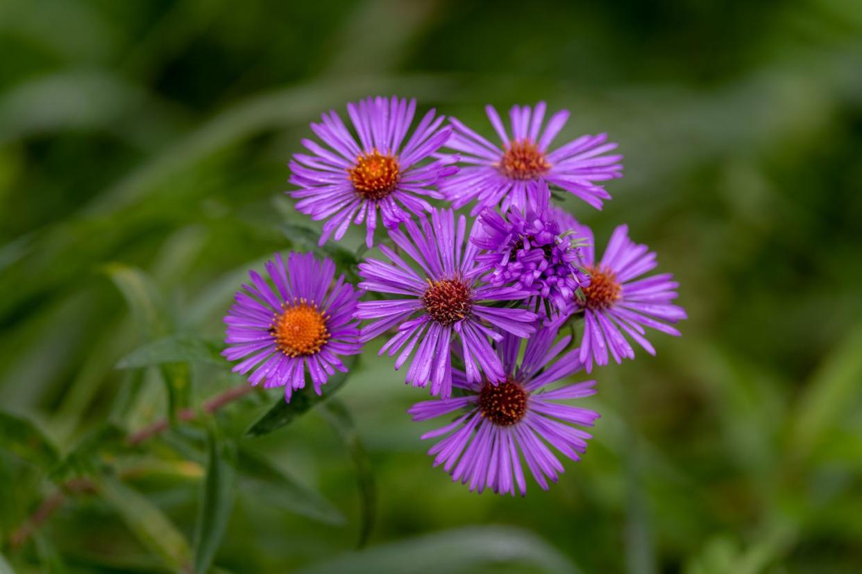 new york asters